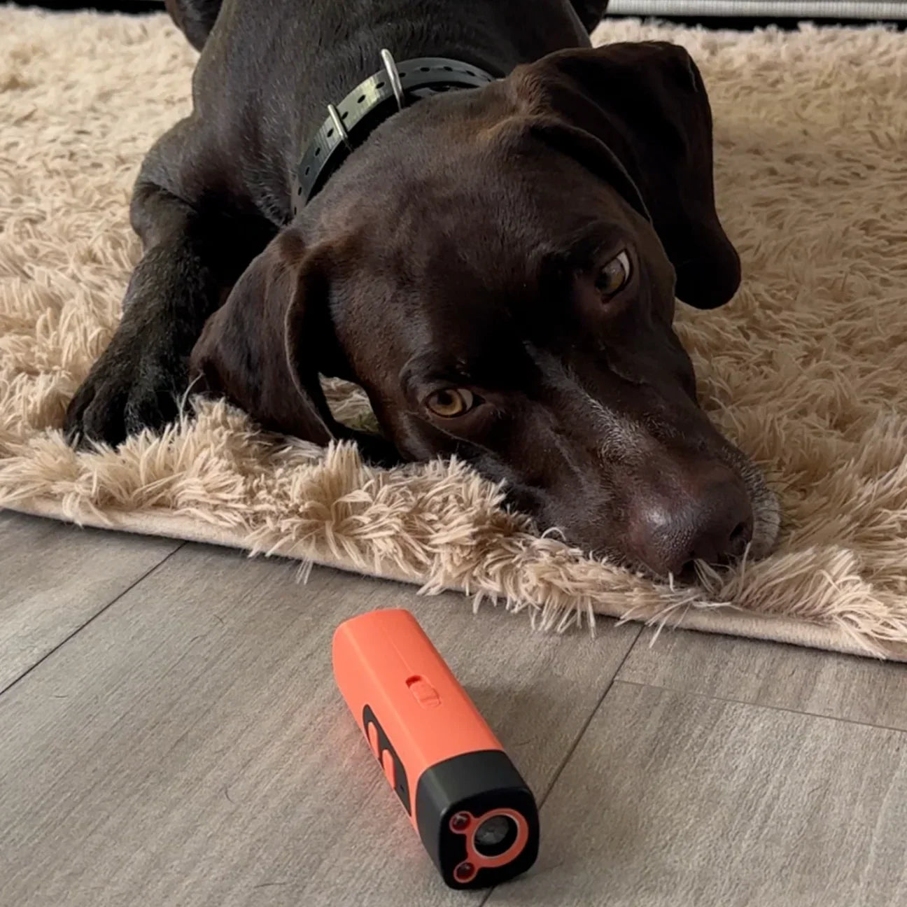 LydLyn | Detén los ladridos de tu perro con un solo clic